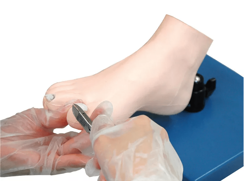 Übungsmodell medizinische Fußpflege - Erler - Zimmer